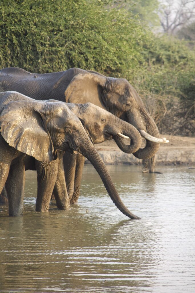 Tailored Safaris