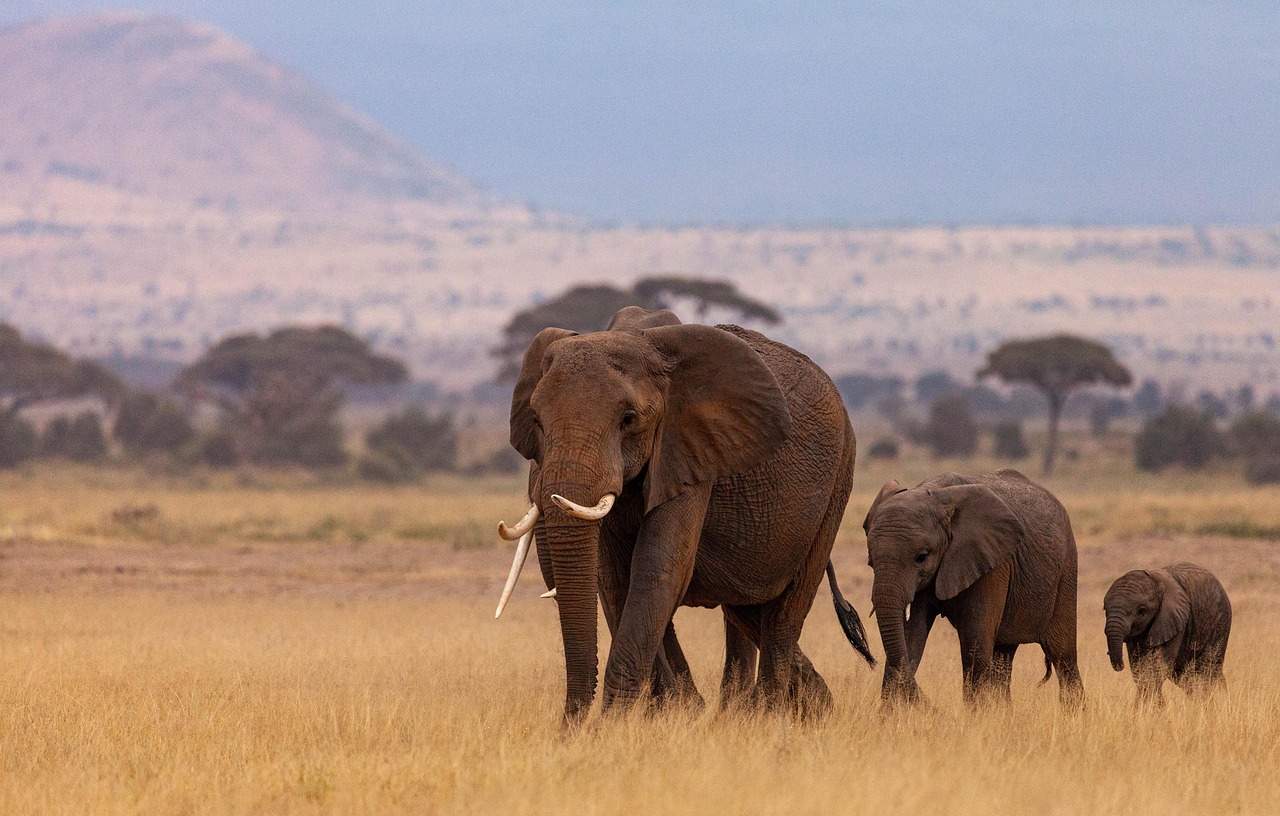 Elephant- Masai Mara