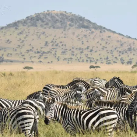 MasaiMara
